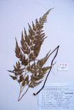 P30.野雉尾金粉蕨