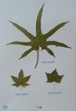 植物叶片标本---叶裂