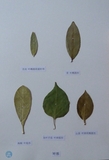 植物叶片标本---叶形