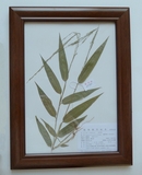 镜框标本-淡竹叶