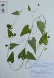 盒子草